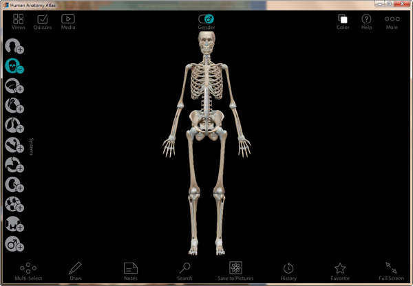 Human Anatomy Atlas